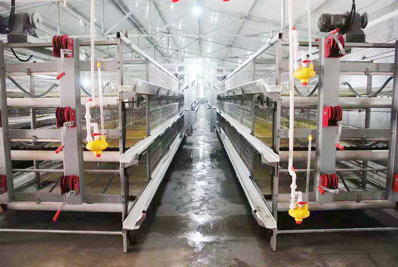 肉鸡行情，，，，，及养殖肉鸡装备